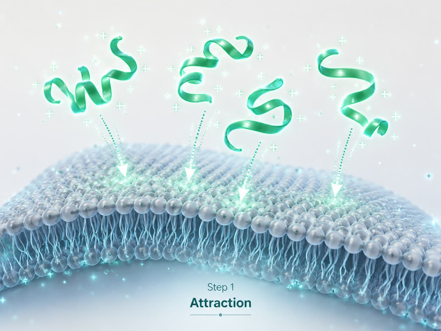 Attraction