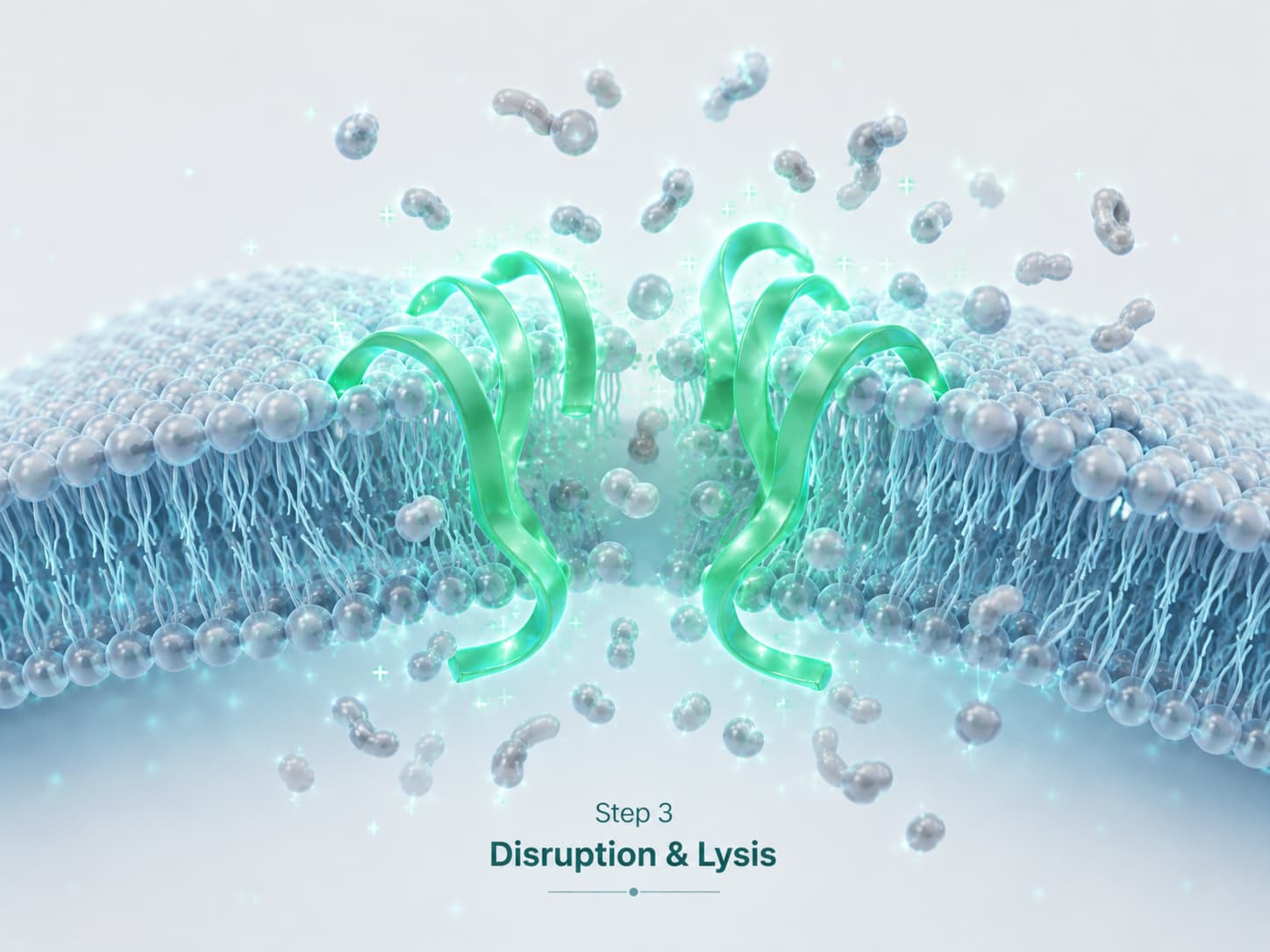 Disruption & Lysis